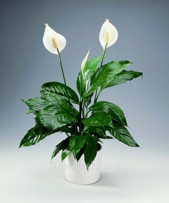 Spathiphyllum-Saksı Çiçeği 